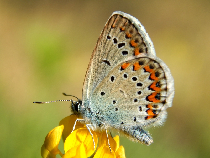 3� Plebejus da ID